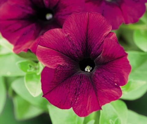 Photo de variété de fleurs à utiliser comme: Pot et Plante à massif Petunia hybrida Success Burgundy