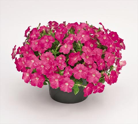 Photo de variété de fleurs à utiliser comme: Pot et Plante à massif Petunia hybrida Success Pink