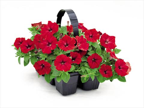 Photo de variété de fleurs à utiliser comme: Pot et Plante à massif Petunia hybrida Success Red