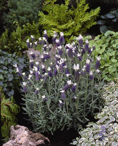 Photo de variété de fleurs à utiliser comme: Plante à massif/ plante de bordure Lavandula stoechas Little Bee Blue White Improved