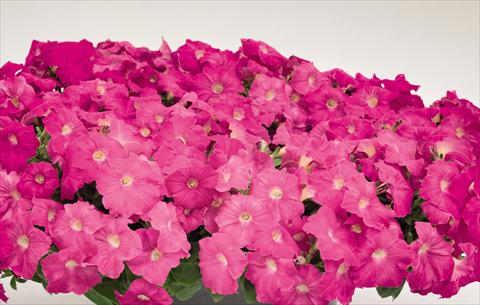 Photo de variété de fleurs à utiliser comme: Pot et Plante à massif Petunia hybrida Success Rose