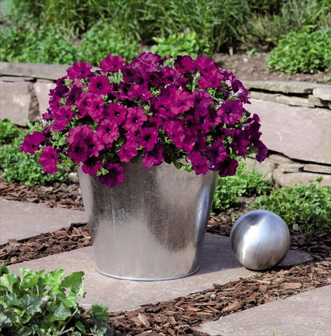 Photo de variété de fleurs à utiliser comme: Pot et Plante à massif Petunia hybrida Success Violet