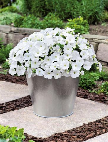 Photo de variété de fleurs à utiliser comme: Pot et Plante à massif Petunia hybrida Success White