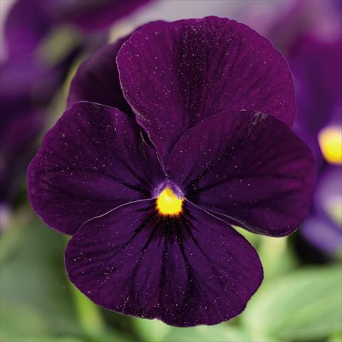 Photo de variété de fleurs à utiliser comme: Pot et Plante à massif Viola cornuta Admire™ Deep Blue