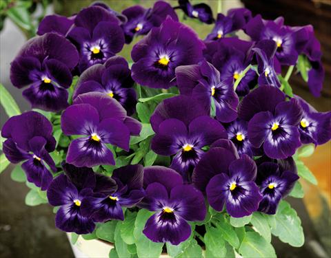 Photo de variété de fleurs à utiliser comme: Pot et Plante à massif Viola cornuta Admire™ Denim