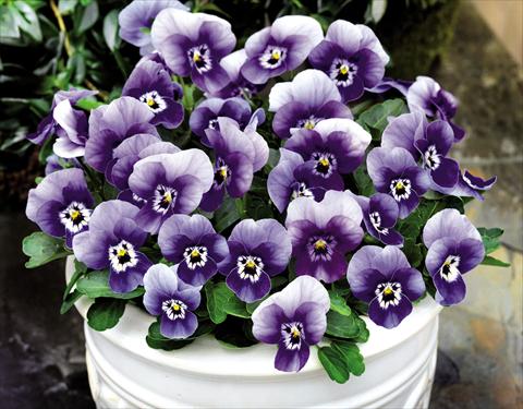 Photo de variété de fleurs à utiliser comme: Pot et Plante à massif Viola cornuta Admire™ Marina