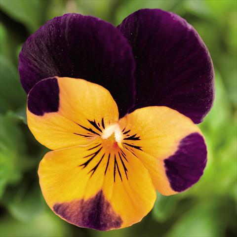 Photo de variété de fleurs à utiliser comme: Pot et Plante à massif Viola cornuta Admire™ Orange Purple Wing