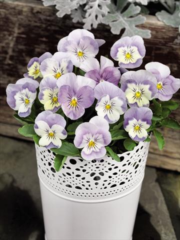 Photo de variété de fleurs à utiliser comme: Pot et Plante à massif Viola cornuta Admire™ Pink Surprise