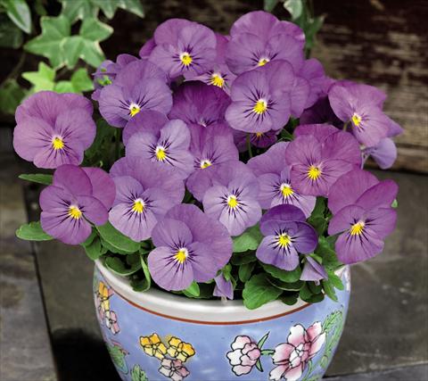 Photo de variété de fleurs à utiliser comme: Pot et Plante à massif Viola cornuta Admire™ Pink