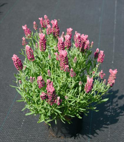 Photo de variété de fleurs à utiliser comme: Plante à massif/ plante de bordure Lavandula stoechas Little Bee Deep Rose
