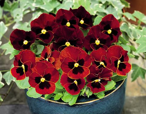 Photo de variété de fleurs à utiliser comme: Pot et Plante à massif Viola cornuta Admire™ Red Blotch