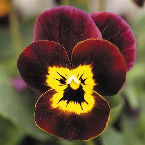 Photo de variété de fleurs à utiliser comme: Pot et Plante à massif Viola cornuta Admire™ Ruby Gold