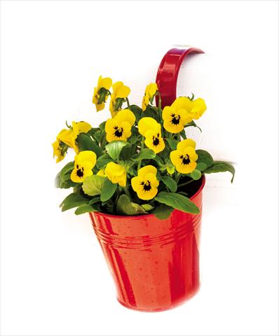 Photo de variété de fleurs à utiliser comme: Pot et Plante à massif Viola cornuta Admire™ Yellow Blotch