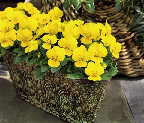 Photo de variété de fleurs à utiliser comme: Pot et Plante à massif Viola cornuta Admire™ Yellow