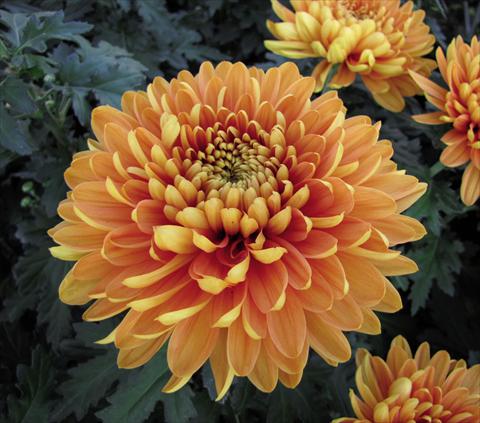 Photo de variété de fleurs à utiliser comme: Pot Chrysanthemum Alexia