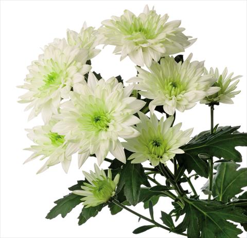 Photo de variété de fleurs à utiliser comme: Fleur coupée Chrysanthemum Baltica Lime