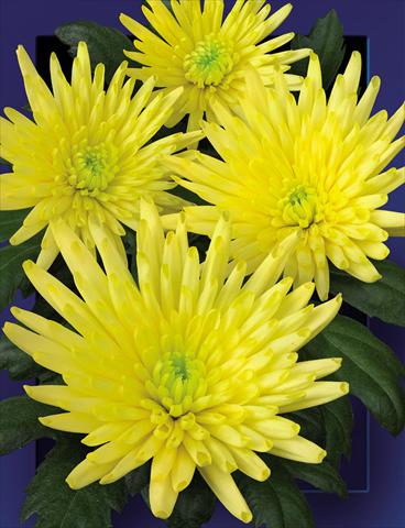 Photo de variété de fleurs à utiliser comme: Fleur coupée Chrysanthemum Carolle Yellow