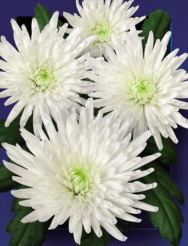Photo de variété de fleurs à utiliser comme: Fleur coupée Chrysanthemum Carolle