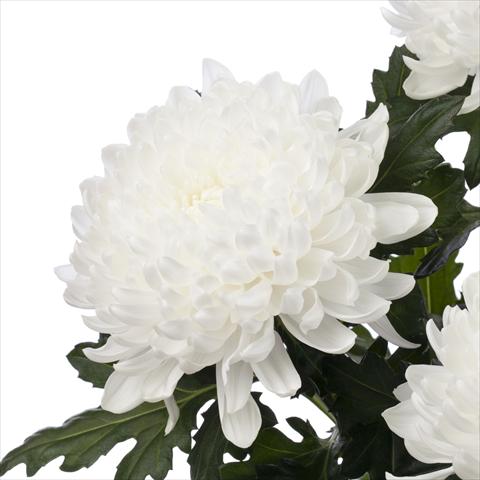 Photo de variété de fleurs à utiliser comme: Pot Chrysanthemum Gagarin