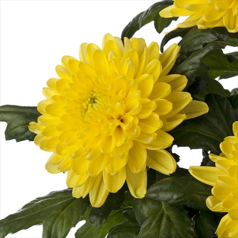 Photo de variété de fleurs à utiliser comme: Fleur coupée Chrysanthemum Rossano Yellow