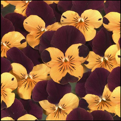 Photo de variété de fleurs à utiliser comme: Plante à massif/ plante de bordure Viola cornuta Callisto Orange with Red Wing