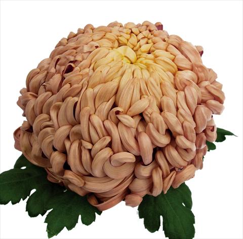 Photo de variété de fleurs à utiliser comme: Pot Chrysanthemum Vienna Copper