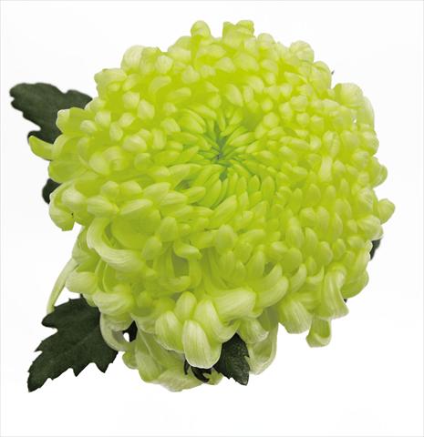 Photo de variété de fleurs à utiliser comme: Pot Chrysanthemum Vienna Cream