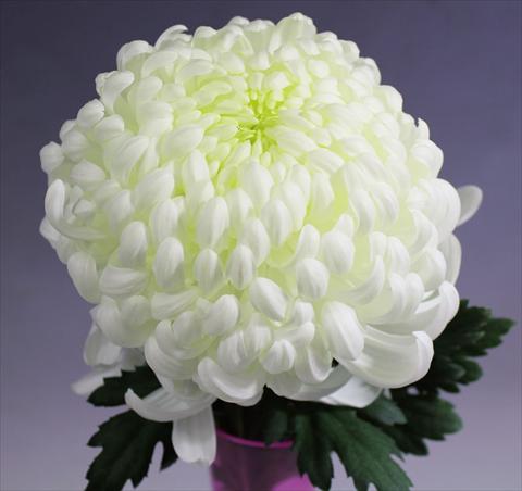 Photo de variété de fleurs à utiliser comme: Pot Chrysanthemum Vienna White