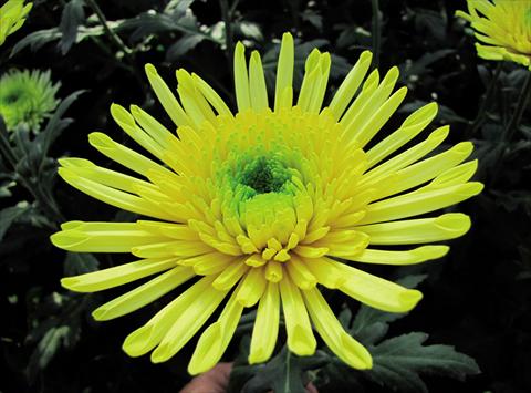 Photo de variété de fleurs à utiliser comme: Fleur coupée Chrysanthemum Yarada