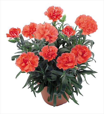 Photo de variété de fleurs à utiliser comme: Pot Dianthus caryophyllus Capriccio Coral