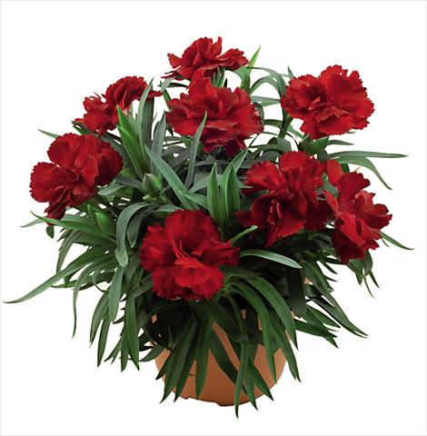 Photo de variété de fleurs à utiliser comme: Pot Dianthus caryophyllus Capriccio Dark Red