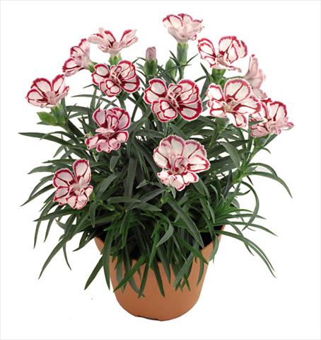 Photo de variété de fleurs à utiliser comme: Pot Dianthus caryophyllus Capriccio Fancy Crimson