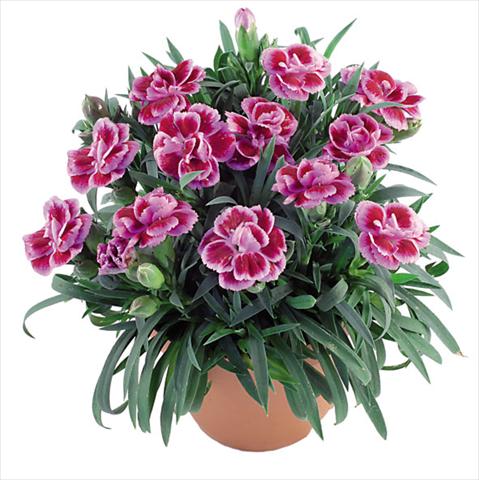 Photo de variété de fleurs à utiliser comme: Pot Dianthus caryophyllus Capriccio Fancy Violet