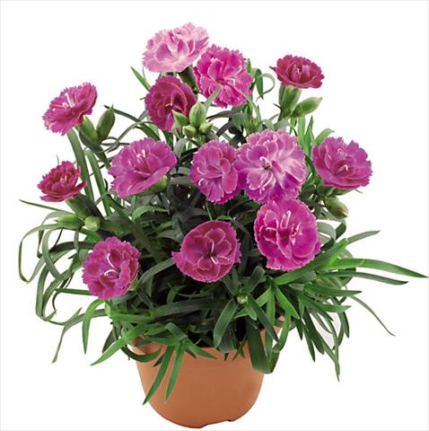 Photo de variété de fleurs à utiliser comme: Pot Dianthus caryophyllus Capriccio Lavender
