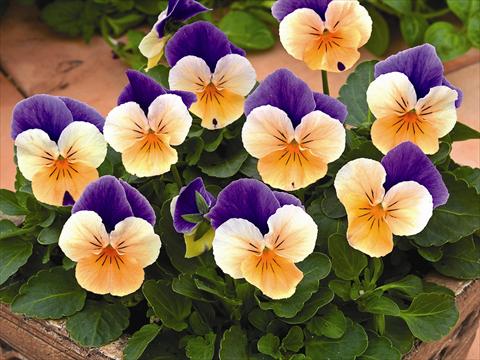 Photo de variété de fleurs à utiliser comme: Plante à massif/ plante de bordure Viola cornuta Callisto Peach Duet