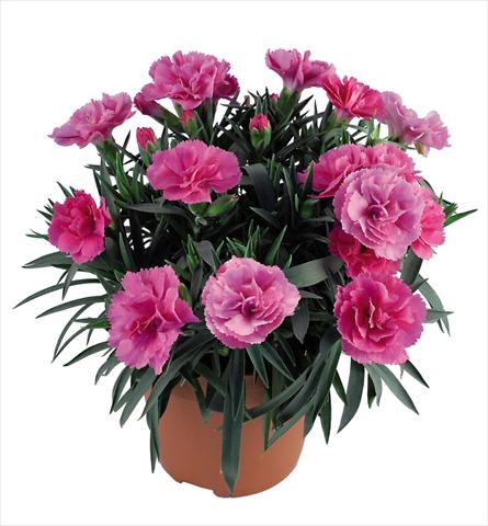 Photo de variété de fleurs à utiliser comme: Pot Dianthus caryophyllus Capriccio Mauve