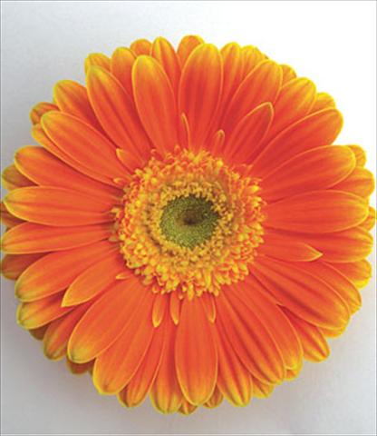 Photo de variété de fleurs à utiliser comme: Pot Gerbera jamesonii Kyllian Arancio