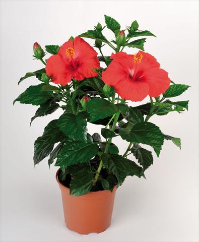Photo de variété de fleurs à utiliser comme: Pot Hibiscus rosa-sinensis Porto