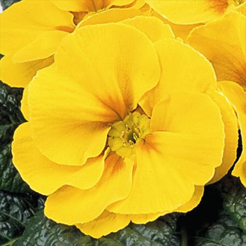 Photo de variété de fleurs à utiliser comme: Suspension / pot Primula acaulis, veris, vulgaris Maxi Yellow with Eye