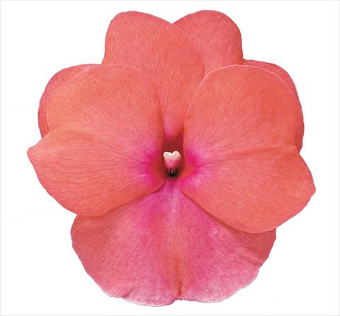 Photo de variété de fleurs à utiliser comme: Plante à massif, pot ou Suspension Impatiens N. Guinea RE-AL Galaxy Sofia Rosa con Occhio