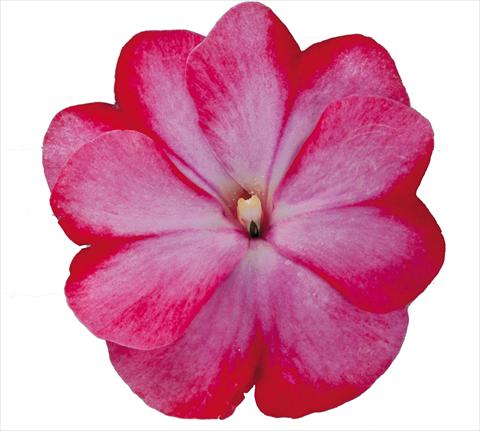 Photo de variété de fleurs à utiliser comme: Plante à massif, pot ou Suspension Impatiens N. Guinea RE-AL Galaxy Tiago Bicolore rosa rosso