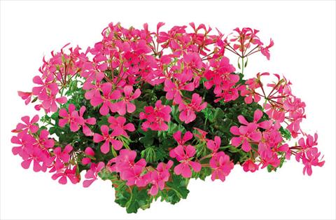 Photo de variété de fleurs à utiliser comme: Pot Pelargonium peltatum Joker Hot Pink