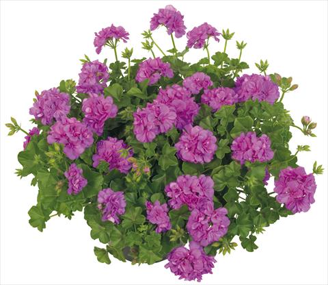 Photo de variété de fleurs à utiliser comme: Pot Pelargonium peltatum Universe Compact Alpha Leonis Ametist Lilla