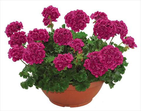 Photo de variété de fleurs à utiliser comme: Pot Pelargonium zonale Flower Kiss Sangria