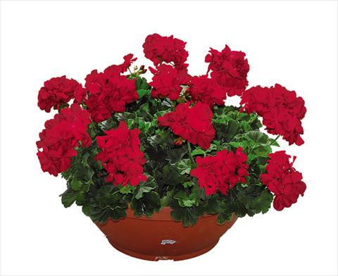 Photo de variété de fleurs à utiliser comme: Pot Pelargonium zonale Openeyes Cherry Red