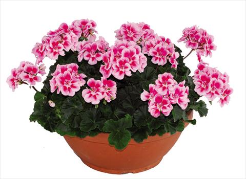Photo de variété de fleurs à utiliser comme: Pot Pelargonium zonale Openeyes Pink Fucsia Splash