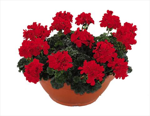 Photo de variété de fleurs à utiliser comme: Pot Pelargonium zonale Openeyes Shaggy Red