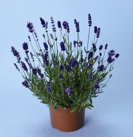 Photo de variété de fleurs à utiliser comme: Plante à massif/ plante de bordure Lavandula angustifolia Ellagance