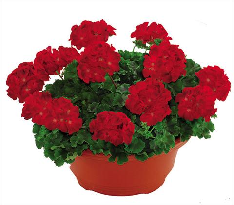 Photo de variété de fleurs à utiliser comme: Pot Pelargonium zonale Solar Light Lucignolo