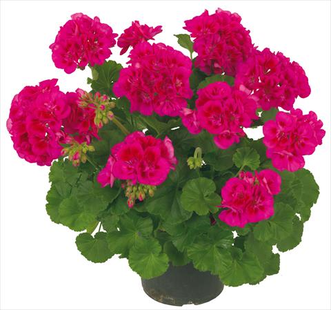 Photo de variété de fleurs à utiliser comme: Pot Pelargonium zonale Solar Light Mintaka viola con occhio